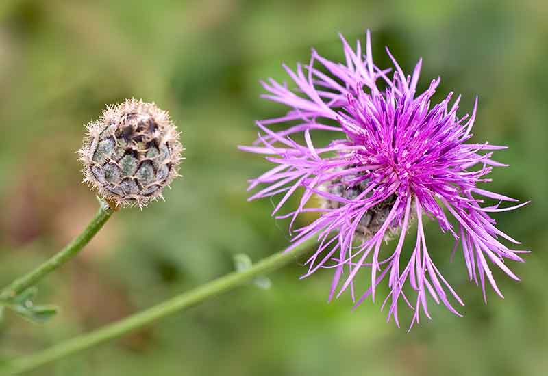 Greater Knapweed